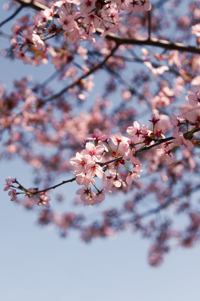 Close-up of pink cherry blossoms against a blue sky, capturing spring's beauty.