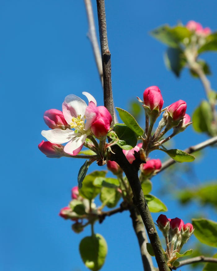 Vibrant apple blossoms blooming against a clear blue sky during springtime.